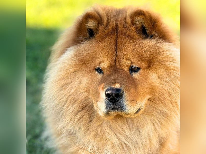 Kimbo - ein Chow-Chow