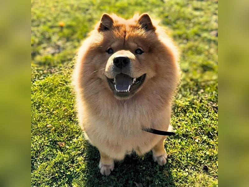 Kimbo - ein Chow-Chow
