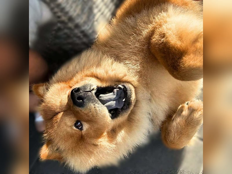 Kimbo - ein Chow-Chow