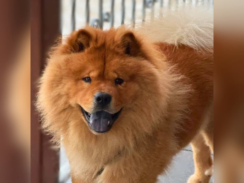 Kimbo - ein Chow-Chow
