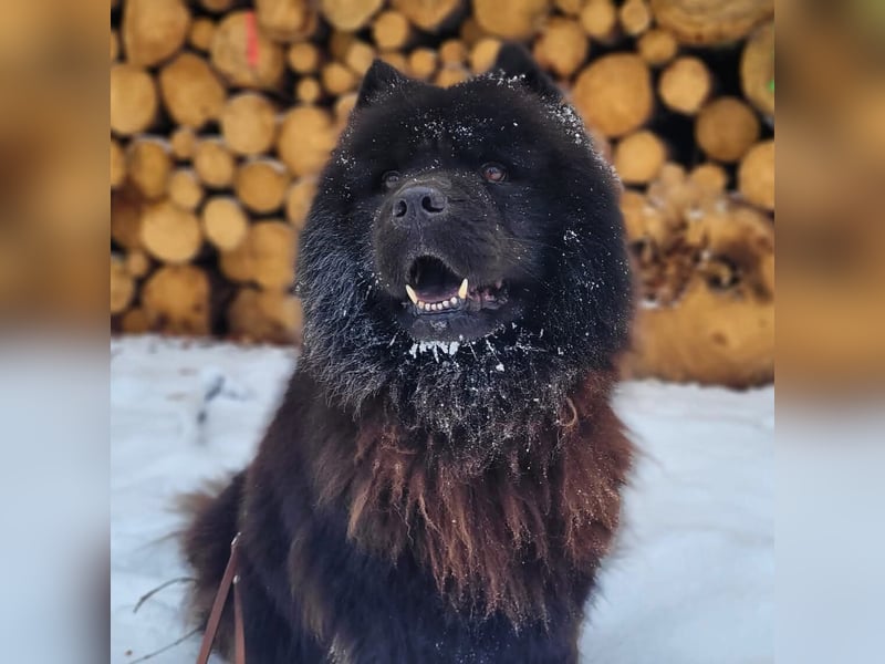 Teddy - suchen ein für immer Zuhause