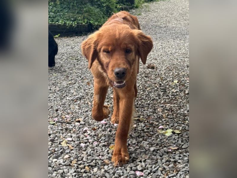 Chow-Chow-Retriever-Mix FELIX ❤️wartet in 53940 Hellenthal