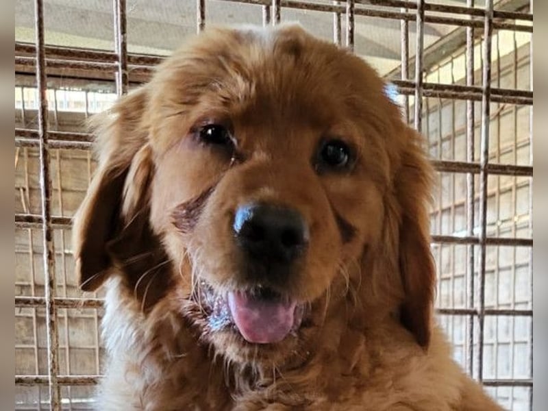 FELIX❤️ junger Chow-Chow-Retriever-Mix: freundlich, sozial und menschenbezogen