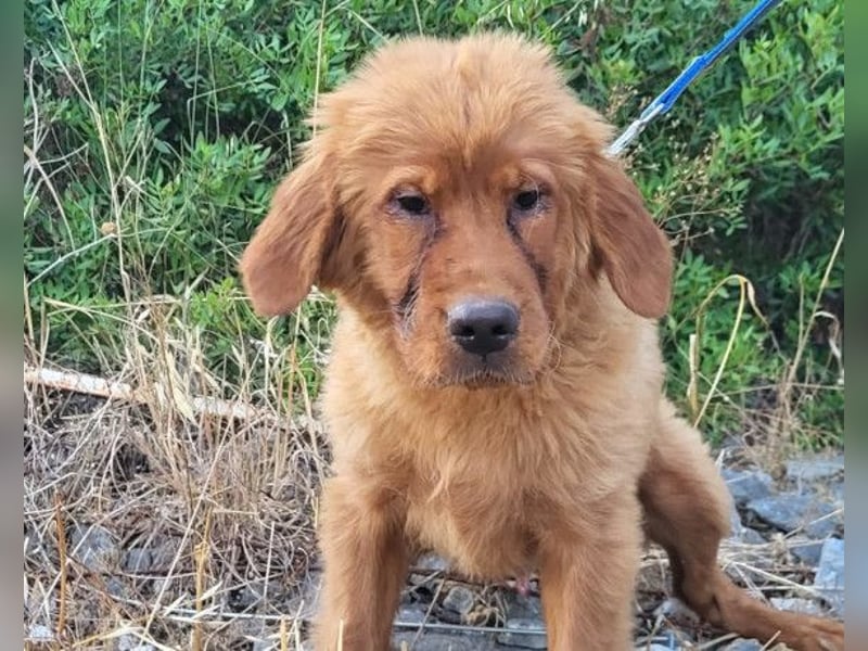 FELIX❤️ junger, sozialer Chow-Chow-Retriever-Mix sucht sein Zuhause