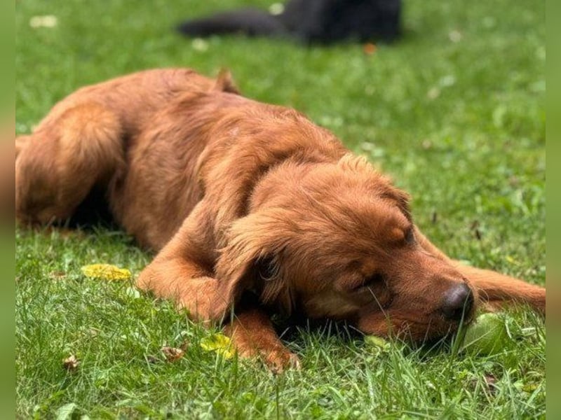 Chow-Chow-Retriever-Mix FELIX ❤️wartet in 53940 Hellenthal