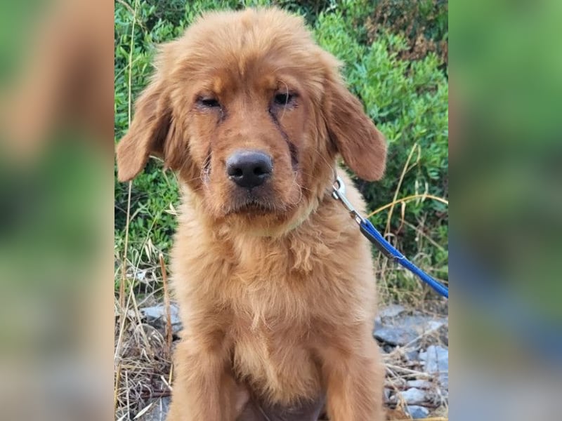 FELIX❤️ junger, sozialer Chow-Chow-Retriever-Mix sucht sein Zuhause