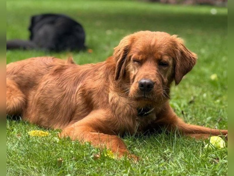 Chow-Chow-Retriever-Mix FELIX ❤️wartet in 53940 Hellenthal