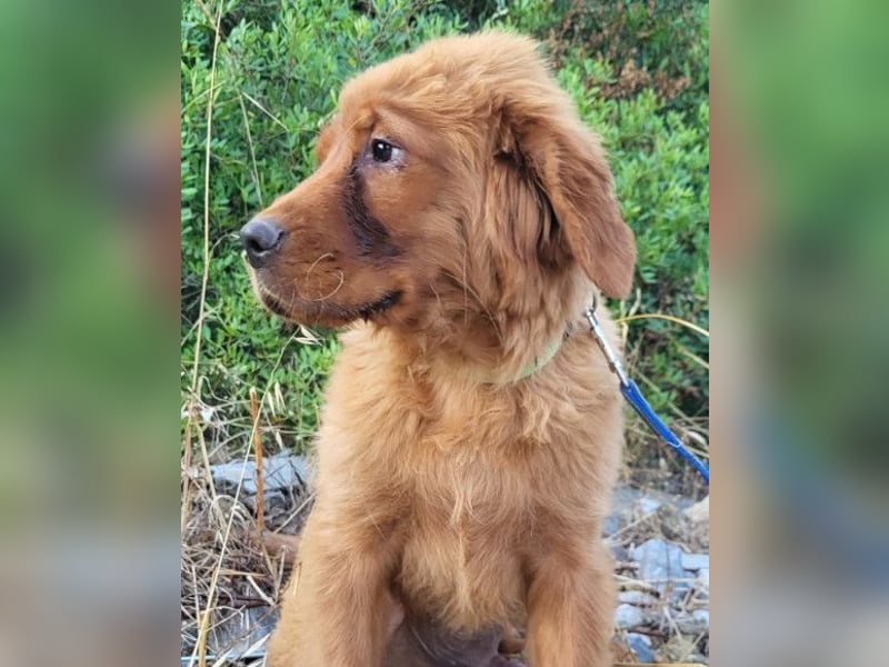 FELIX❤️ junger, sozialer Chow-Chow-Retriever-Mix sucht sein Zuhause