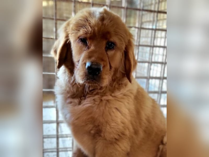 FELIX❤️ junger Chow-Chow-Retriever-Mix: freundlich, sozial und menschenbezogen