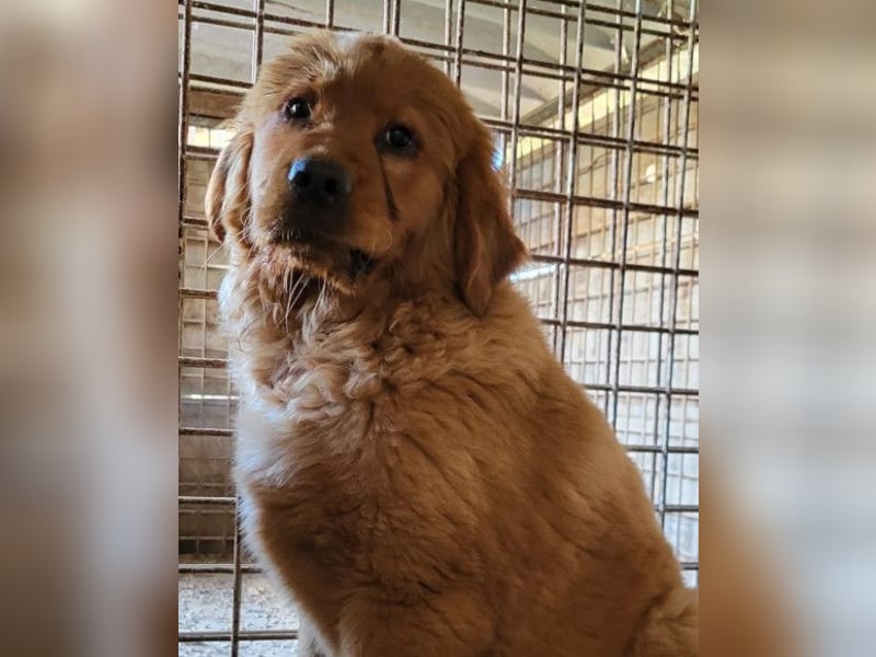 FELIX❤️ junger Chow-Chow-Retriever-Mix: freundlich, sozial und menschenbezogen