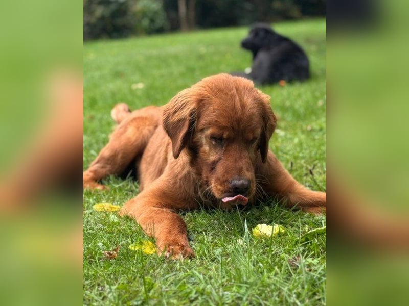 Chow-Chow-Retriever-Mix FELIX ❤️wartet in 53940 Hellenthal