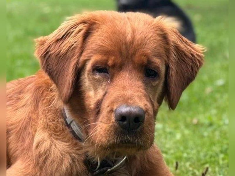 Chow-Chow-Retriever-Mix FELIX ❤️wartet in 53940 Hellenthal