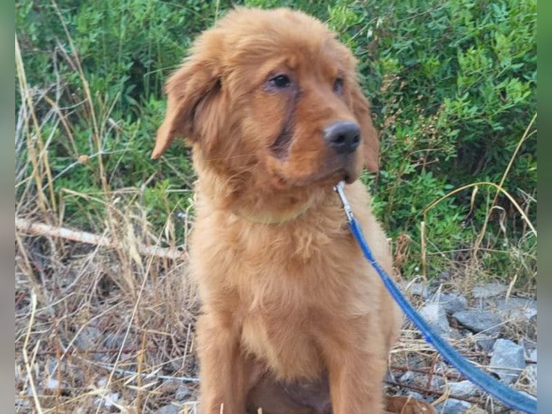 FELIX❤️ junger, sozialer Chow-Chow-Retriever-Mix sucht sein Zuhause