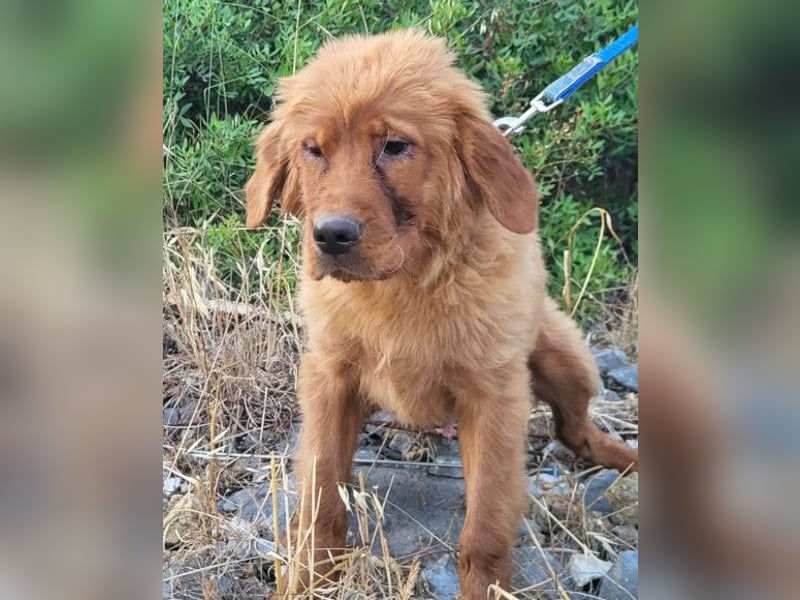 FELIX❤️ junger, sozialer Chow-Chow-Retriever-Mix sucht sein Zuhause
