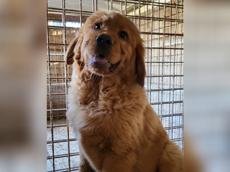 FELIX❤️ junger Chow-Chow-Retriever-Mix: freundlich, sozial und menschenbezogen
