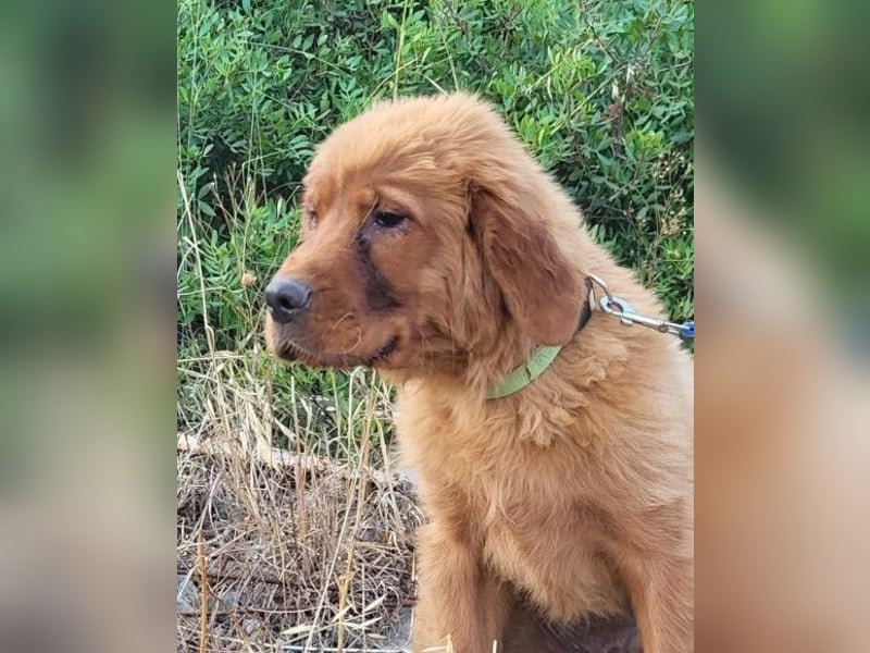 FELIX❤️ junger, sozialer Chow-Chow-Retriever-Mix sucht sein Zuhause