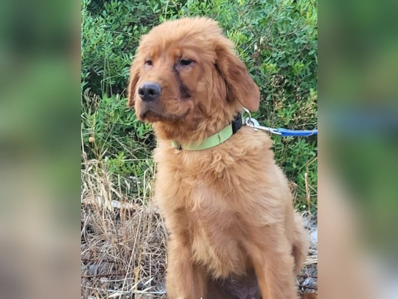 FELIX❤️ junger, sozialer Chow-Chow-Retriever-Mix sucht sein Zuhause