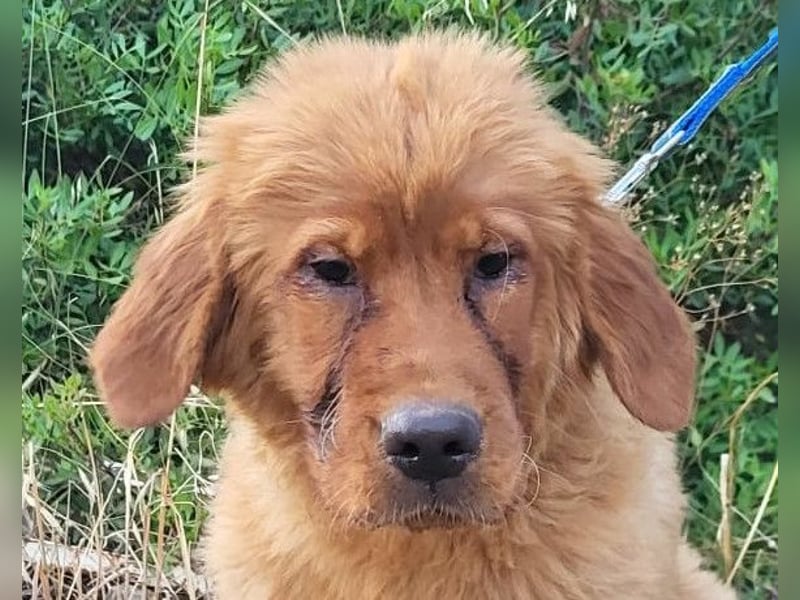 FELIX❤️ junger, sozialer Chow-Chow-Retriever-Mix sucht sein Zuhause