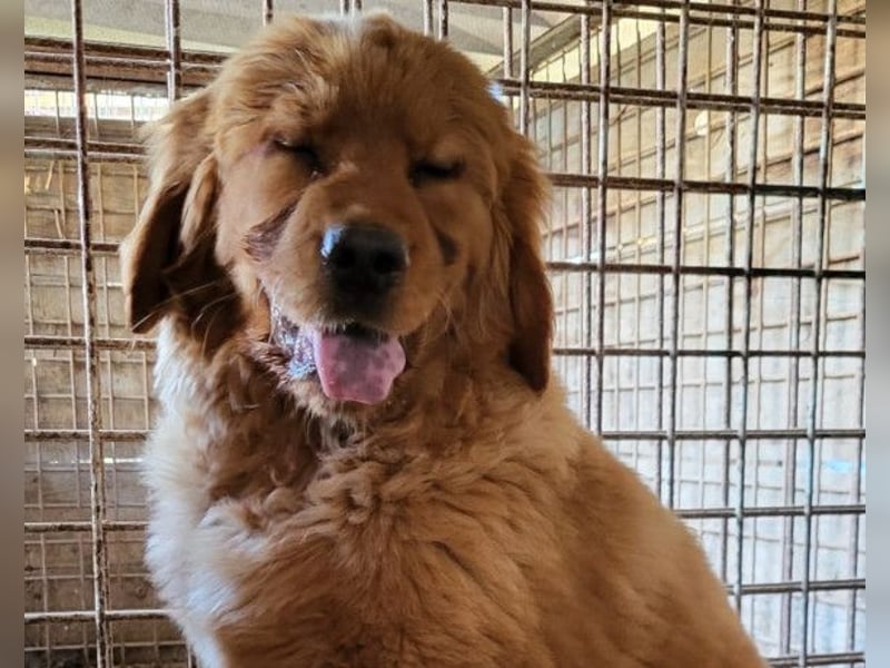 FELIX❤️ junger Chow-Chow-Retriever-Mix: freundlich, sozial und menschenbezogen