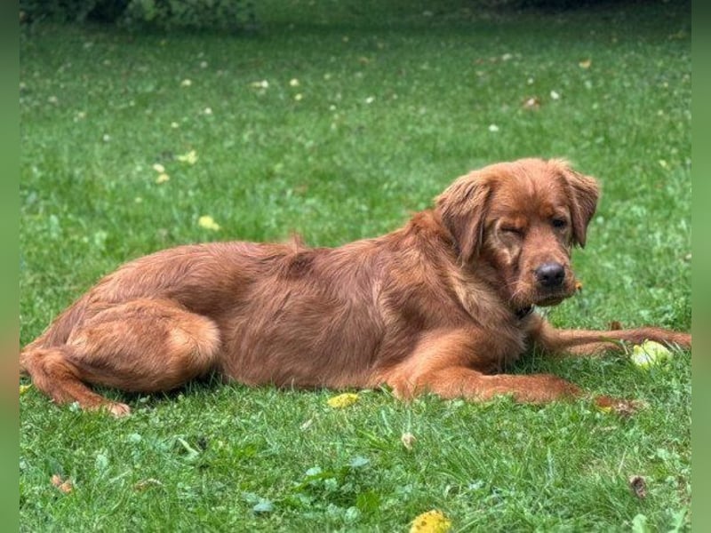 Chow-Chow-Retriever-Mix FELIX ❤️wartet in 53940 Hellenthal