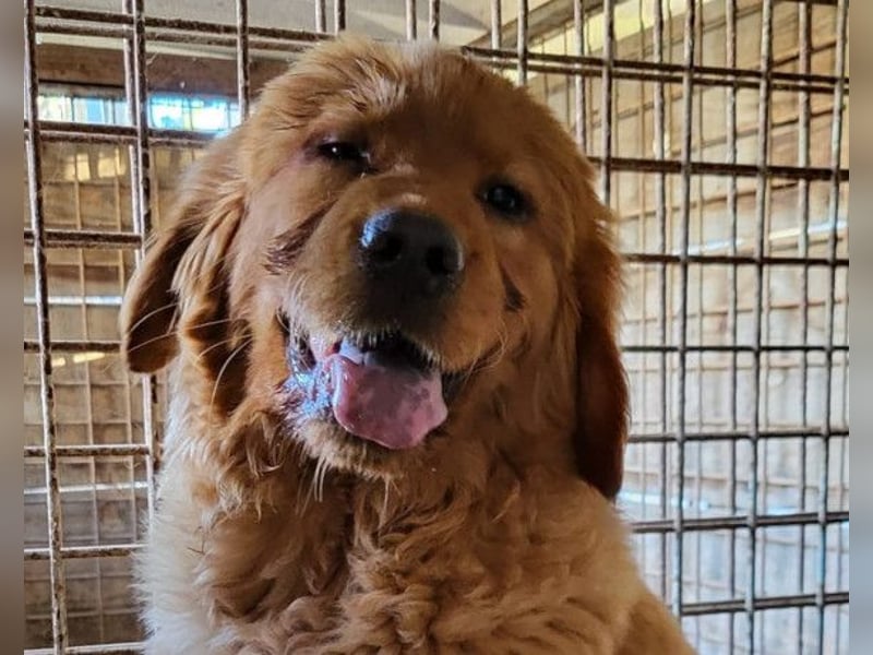 FELIX❤️ junger Chow-Chow-Retriever-Mix: freundlich, sozial und menschenbezogen