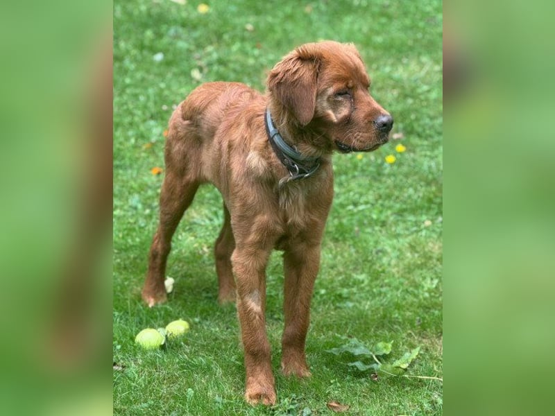 Chow-Chow-Retriever-Mix FELIX ❤️wartet in 53940 Hellenthal