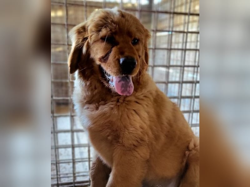 FELIX❤️ junger Chow-Chow-Retriever-Mix: freundlich, sozial und menschenbezogen