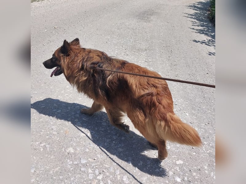 Chow hofft auf ein Zuhause
