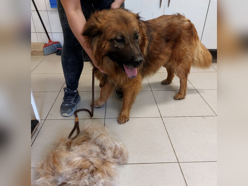 Chow hofft auf ein Zuhause
