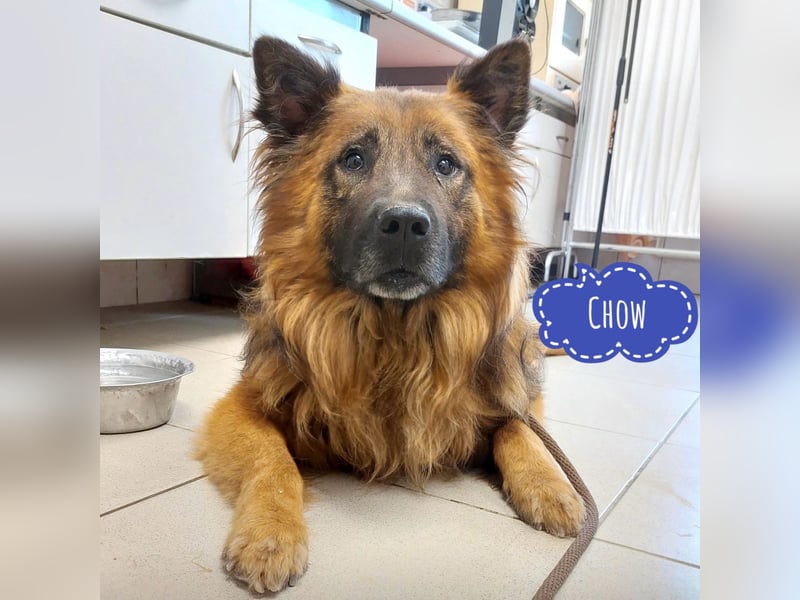 Chow hofft auf ein Zuhause