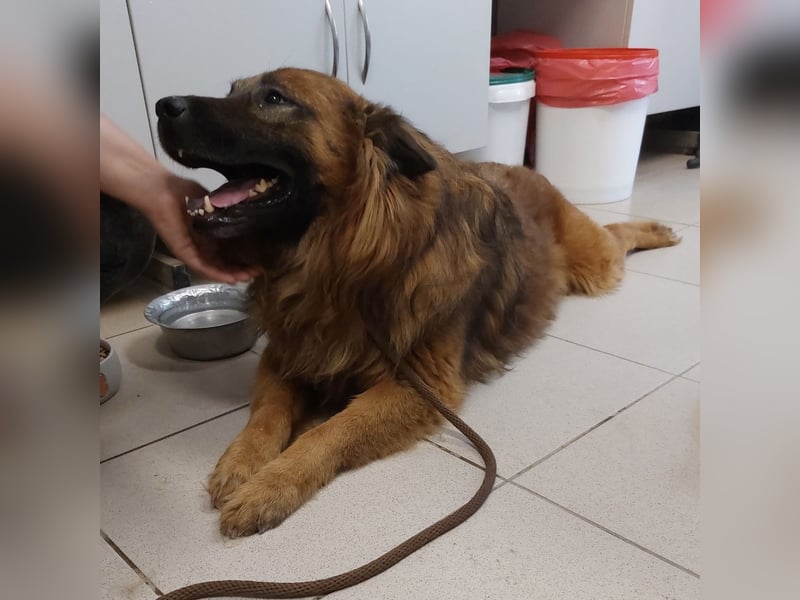 Chow hofft auf ein Zuhause
