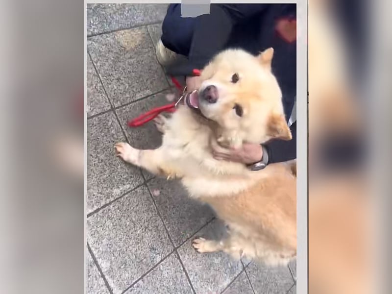 Chow chow mix zum verlieben ❤️