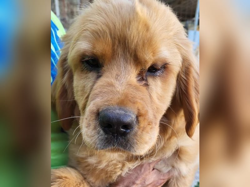 LEO❤️ junger, verschmuster Chow-Chow-Retriever-Mischlingsbub