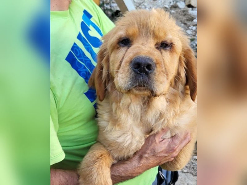 LEO❤️ junger, verschmuster Chow-Chow-Retriever-Mischlingsbub