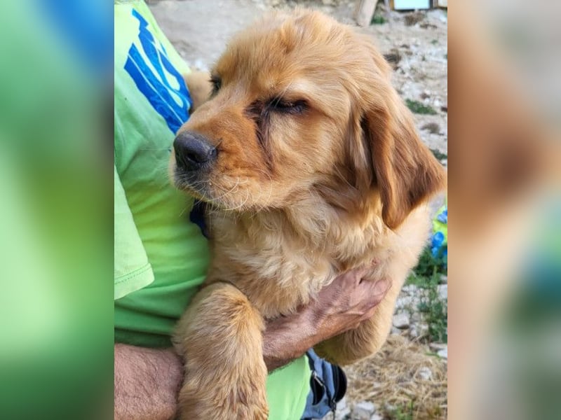 LEO❤️ junger, verschmuster Chow-Chow-Retriever-Mischlingsbub