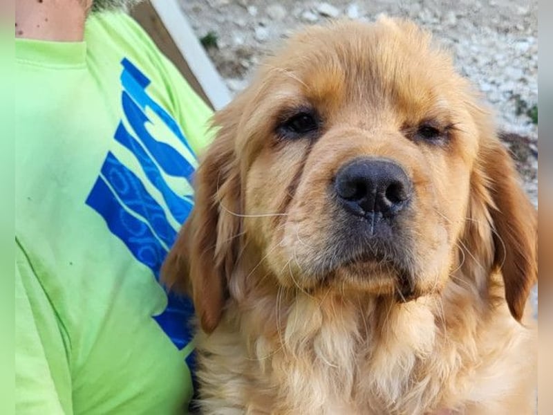 LEO❤️ junger, verschmuster Chow-Chow-Retriever-Mischlingsbub