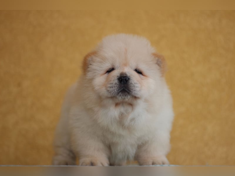 Chow Chow