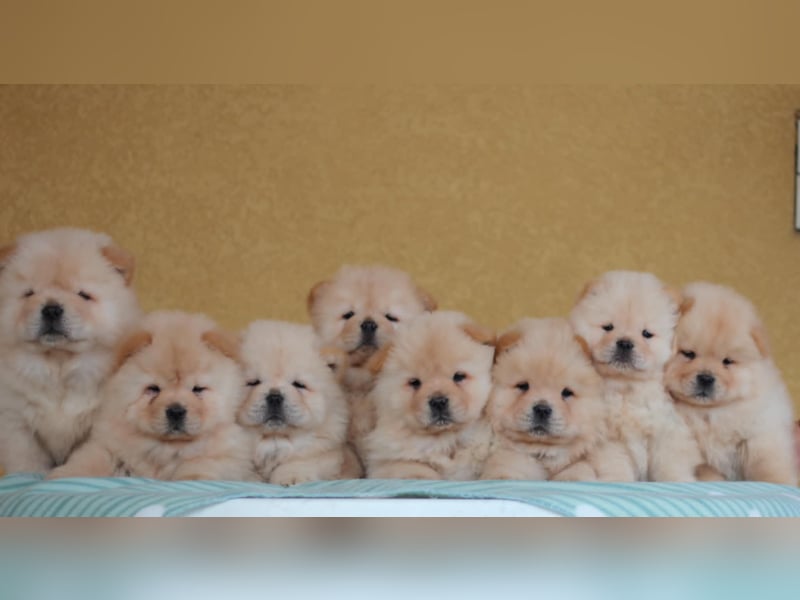 Chow Chow