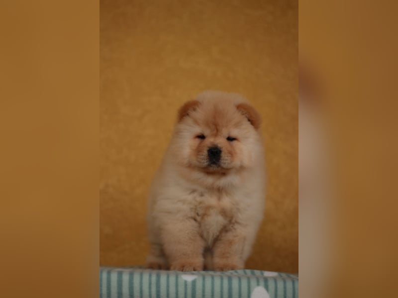 Chow Chow