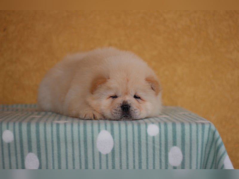 Chow Chow