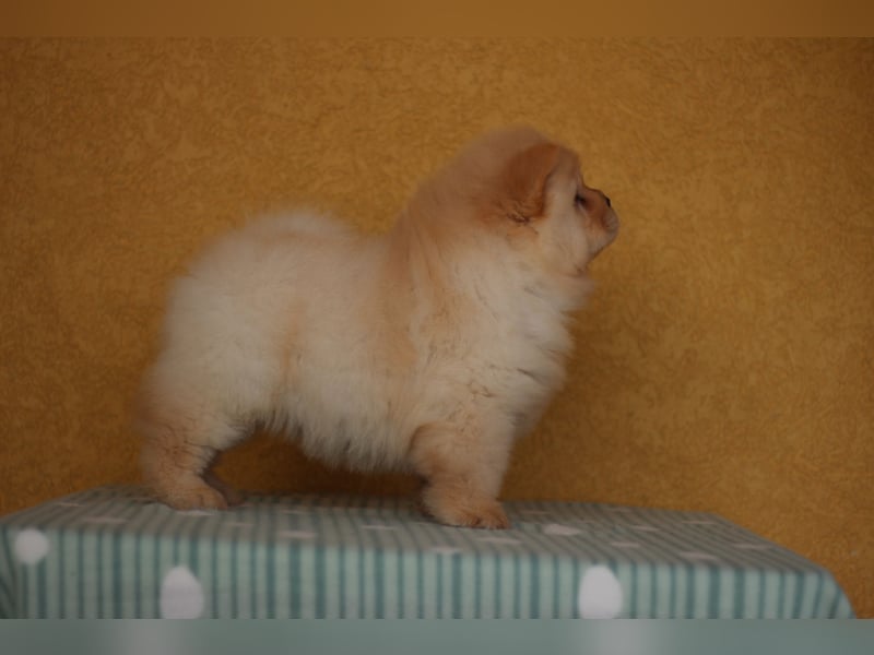 Chow Chow