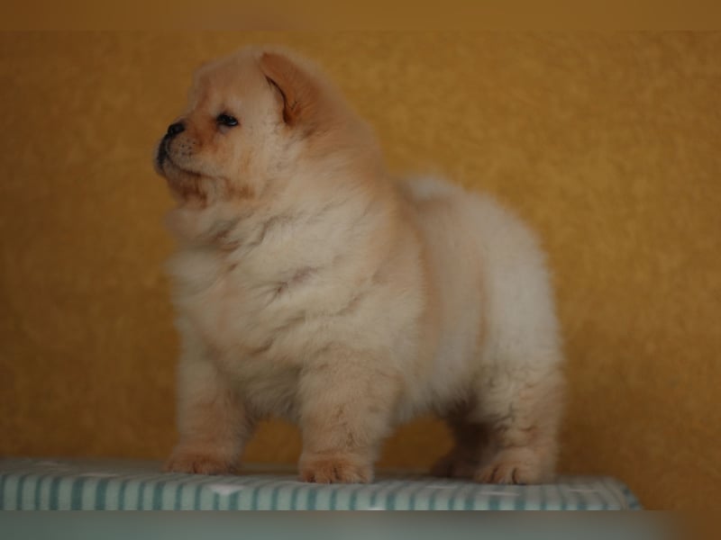 Chow Chow