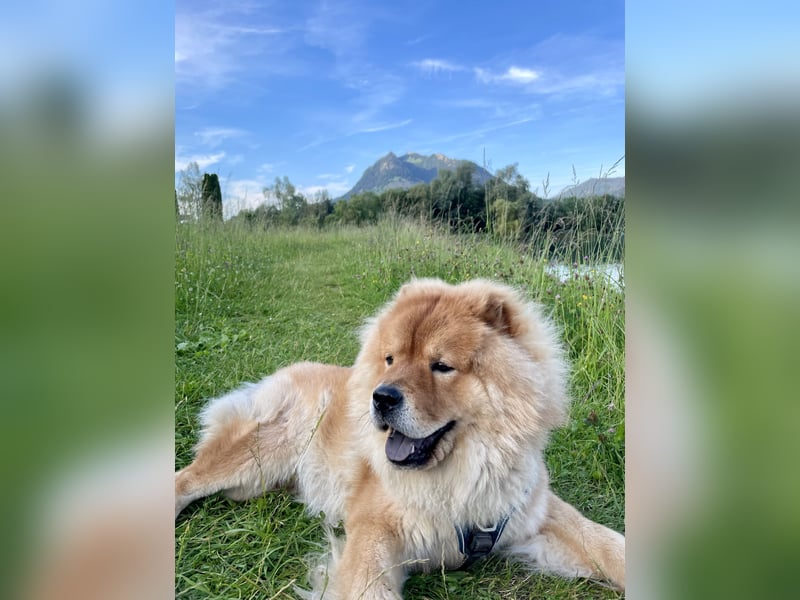 Chow Chow Deckrüde
