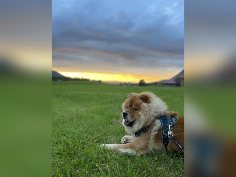 Chow Chow Deckrüde