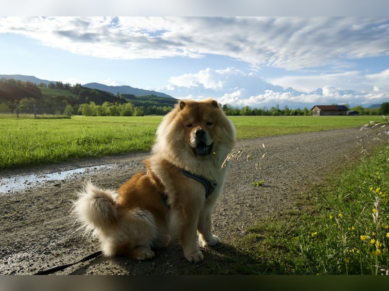 Chow Chow Deckrüde