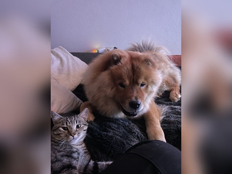 Chow Chow Deckrüde