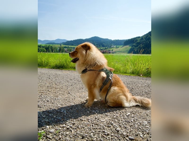 Chow Chow Deckrüde