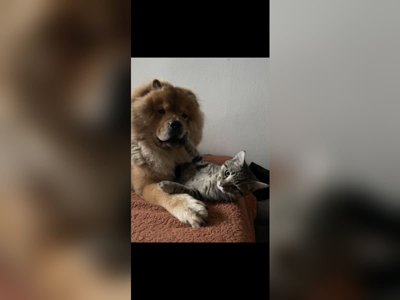 Chow Chow Deckrüde