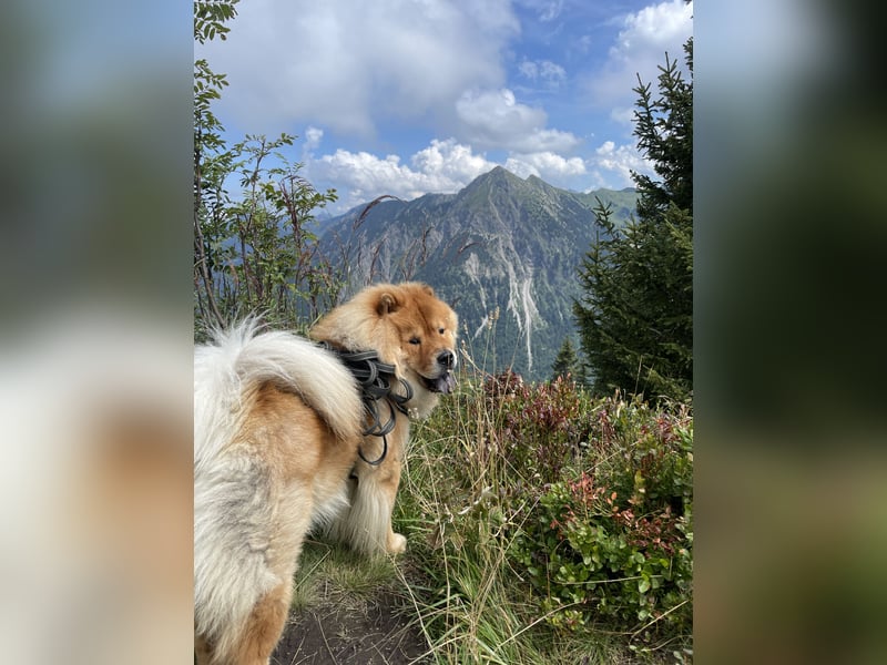Chow Chow Deckrüde