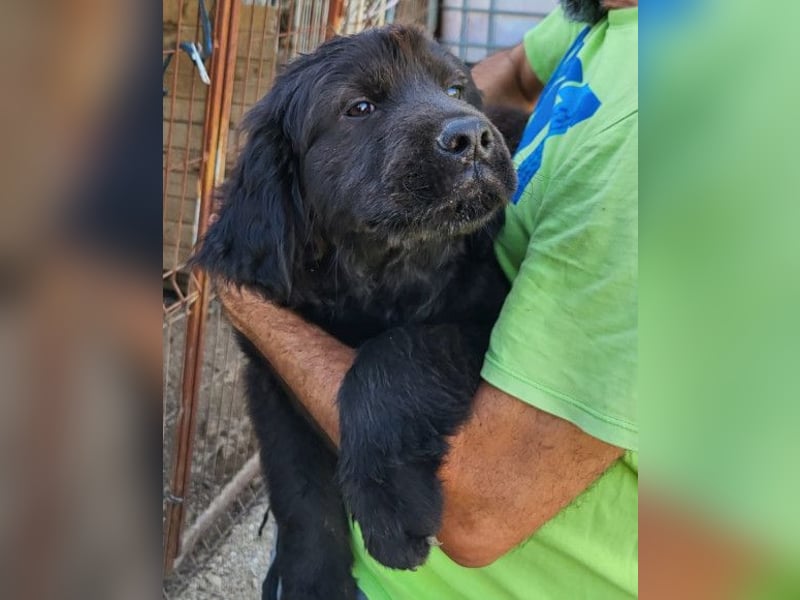 ARCHIE❤️ junger, kinderlieber Chow-Chow-Retriever-Mix-Rüde: perfekter Familienhund!